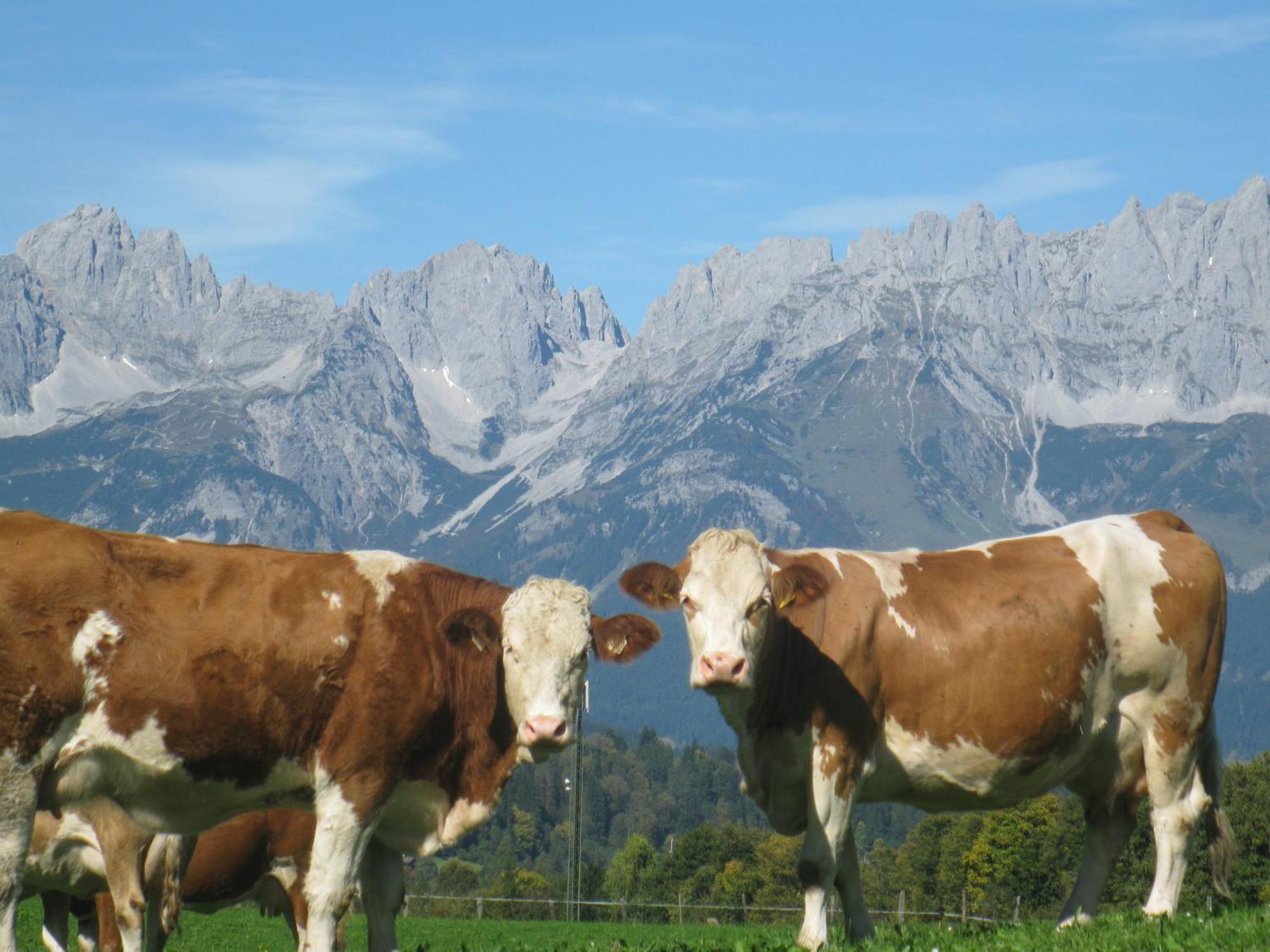 Frühstückspension Malernhof