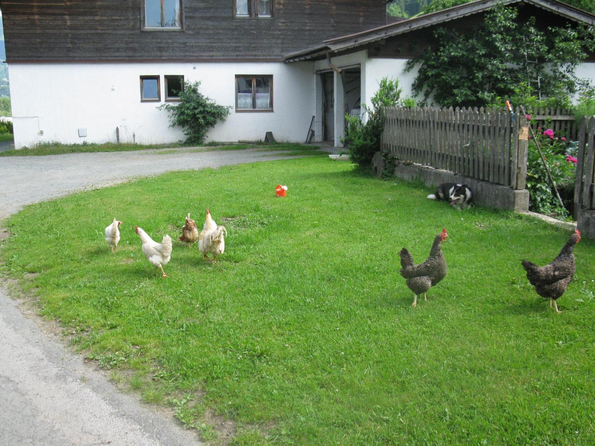 Malernhof Frühstückspension Kitzbühel